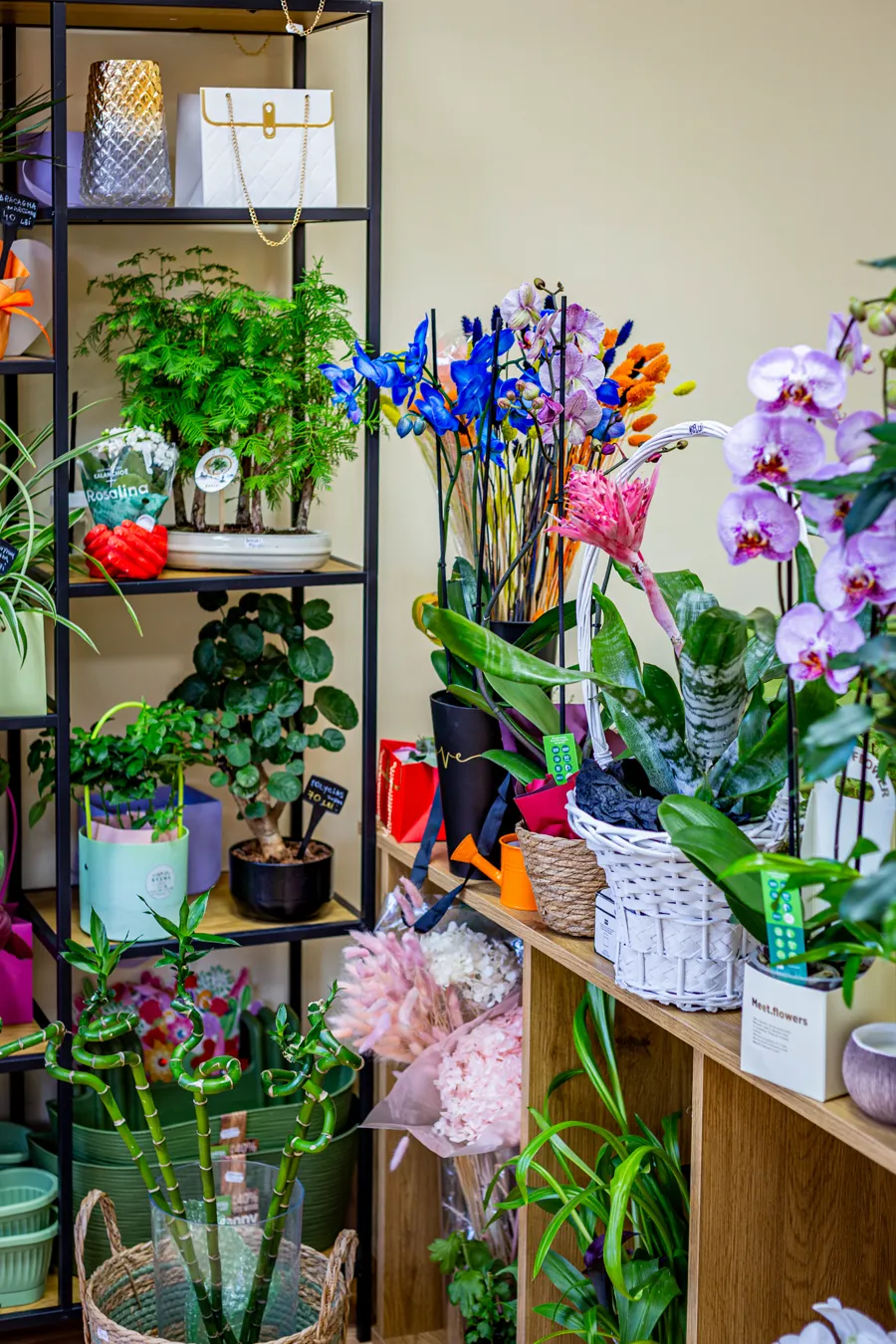 Rafturi cu plante și flori în magazinul EVEMA Florart