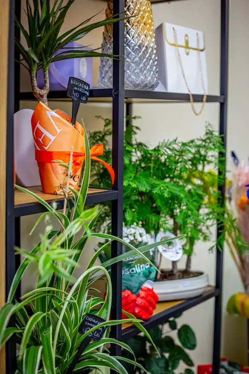 Raft cu plante verzi și accesorii pentru aranjamente