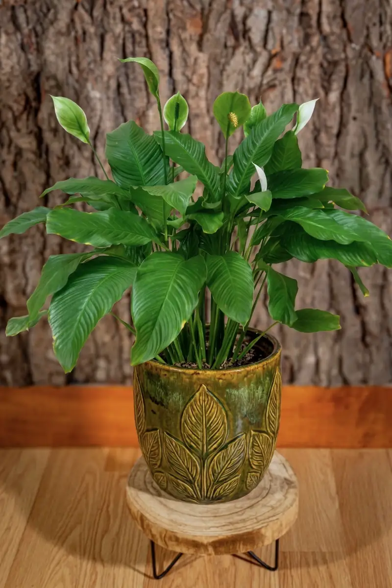 Plantă la ghiveci nr. 2