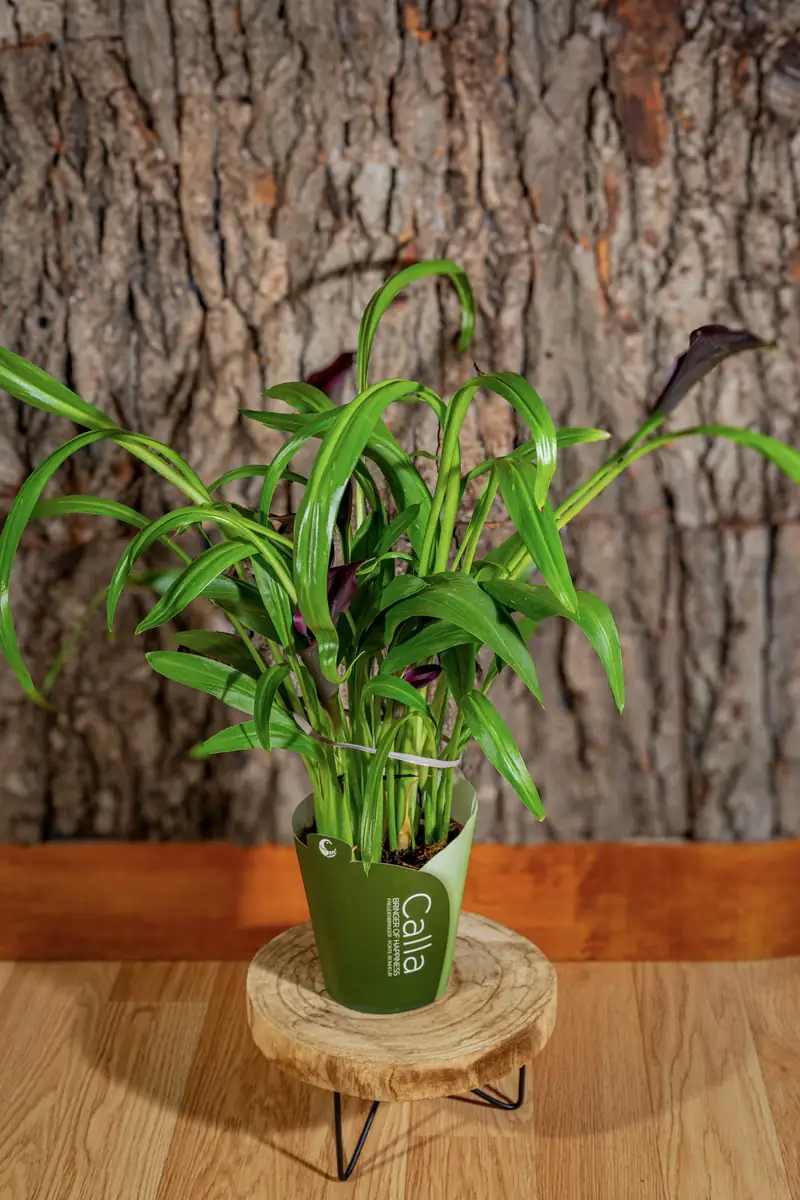 Plantă la ghiveci nr. 8