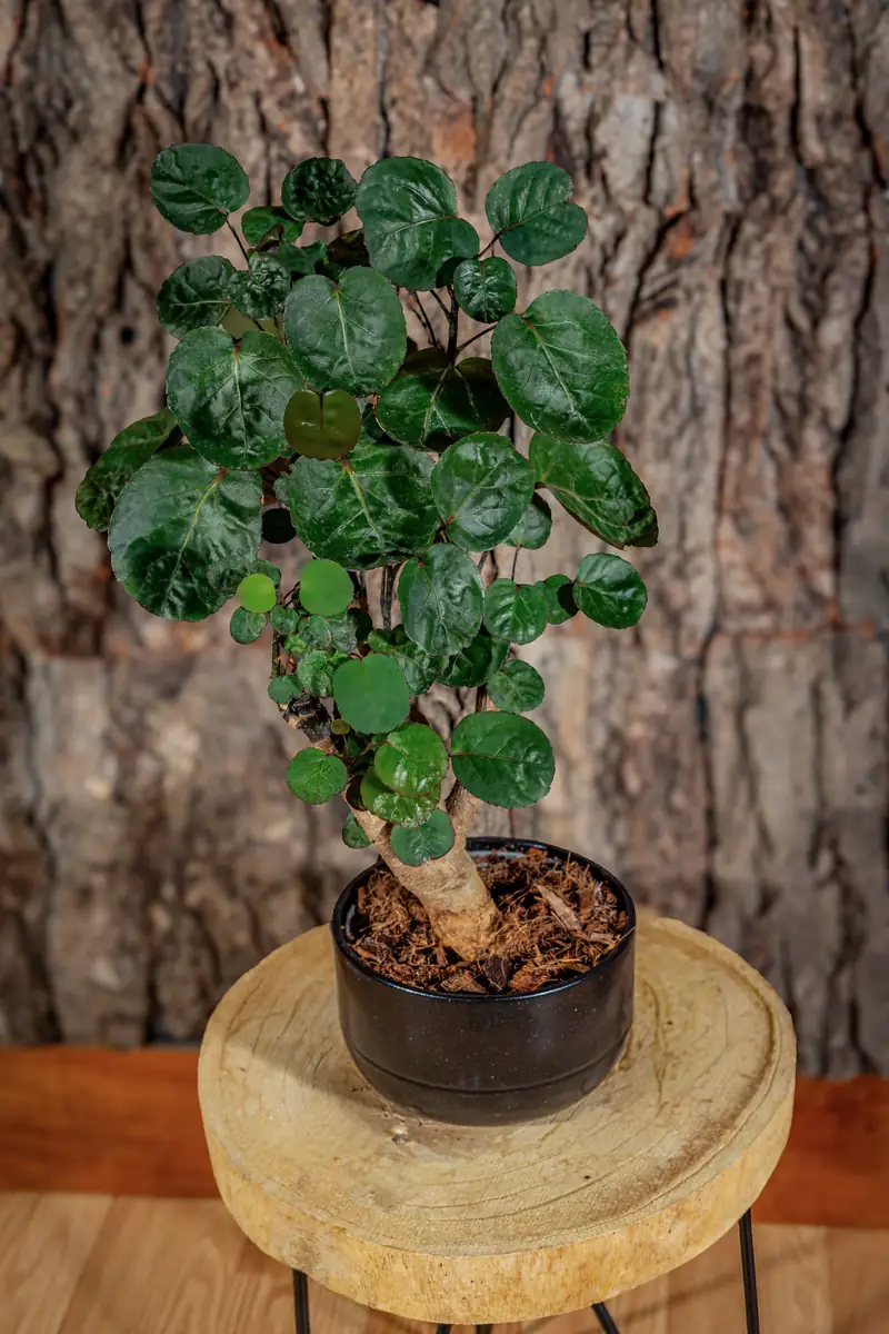 Plantă la ghiveci nr. 12
