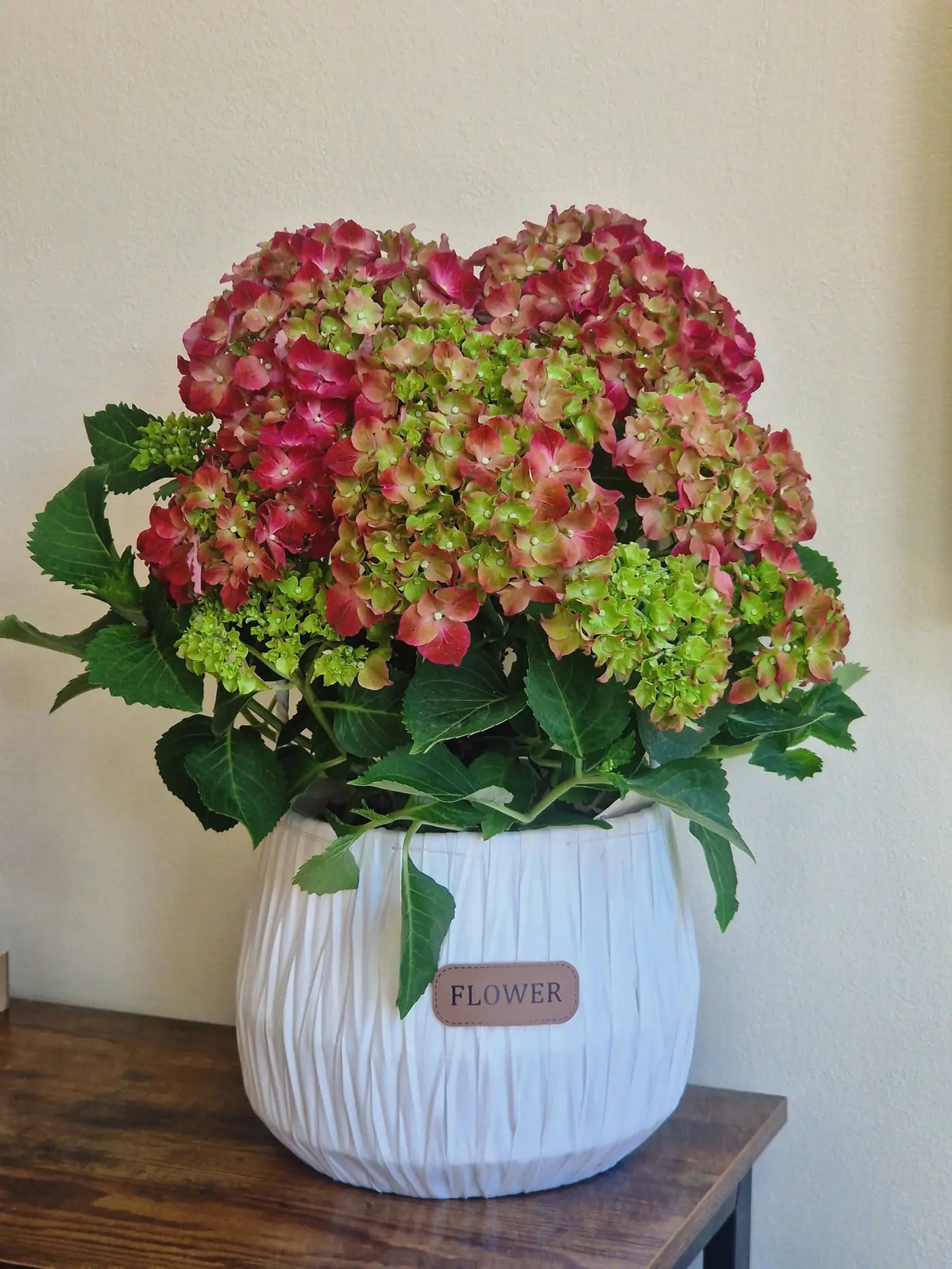 Hortensie de Toamnă