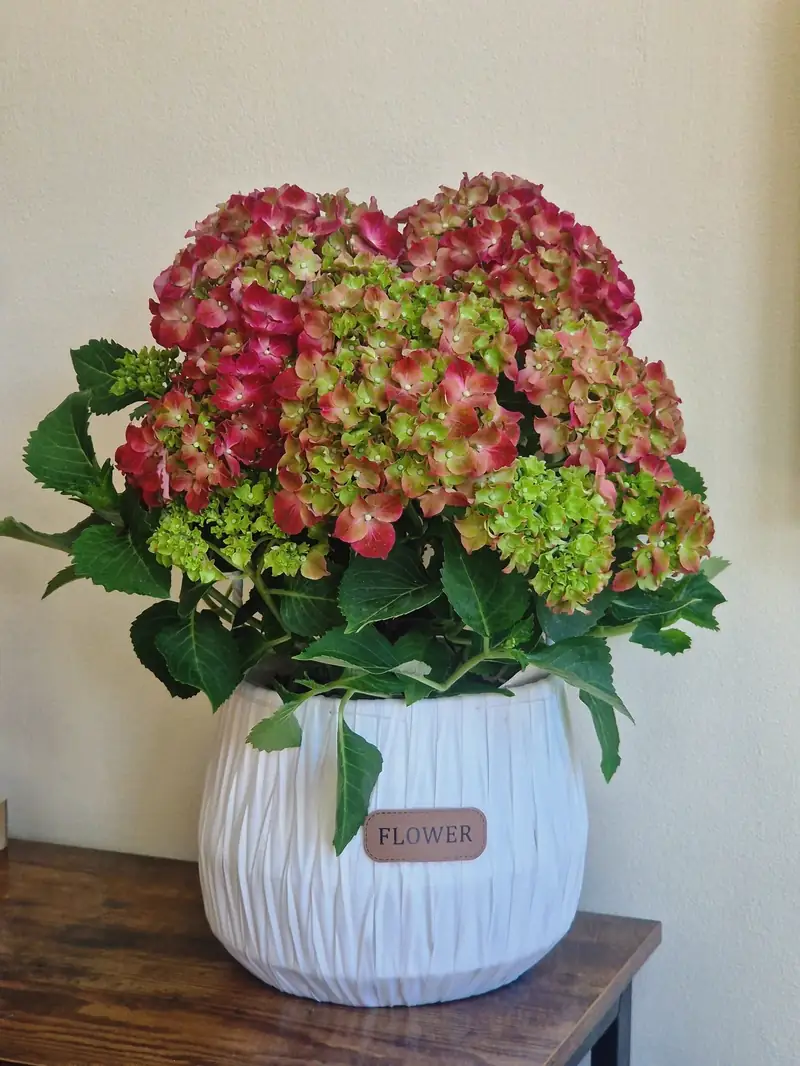 Hortensie de Toamnă