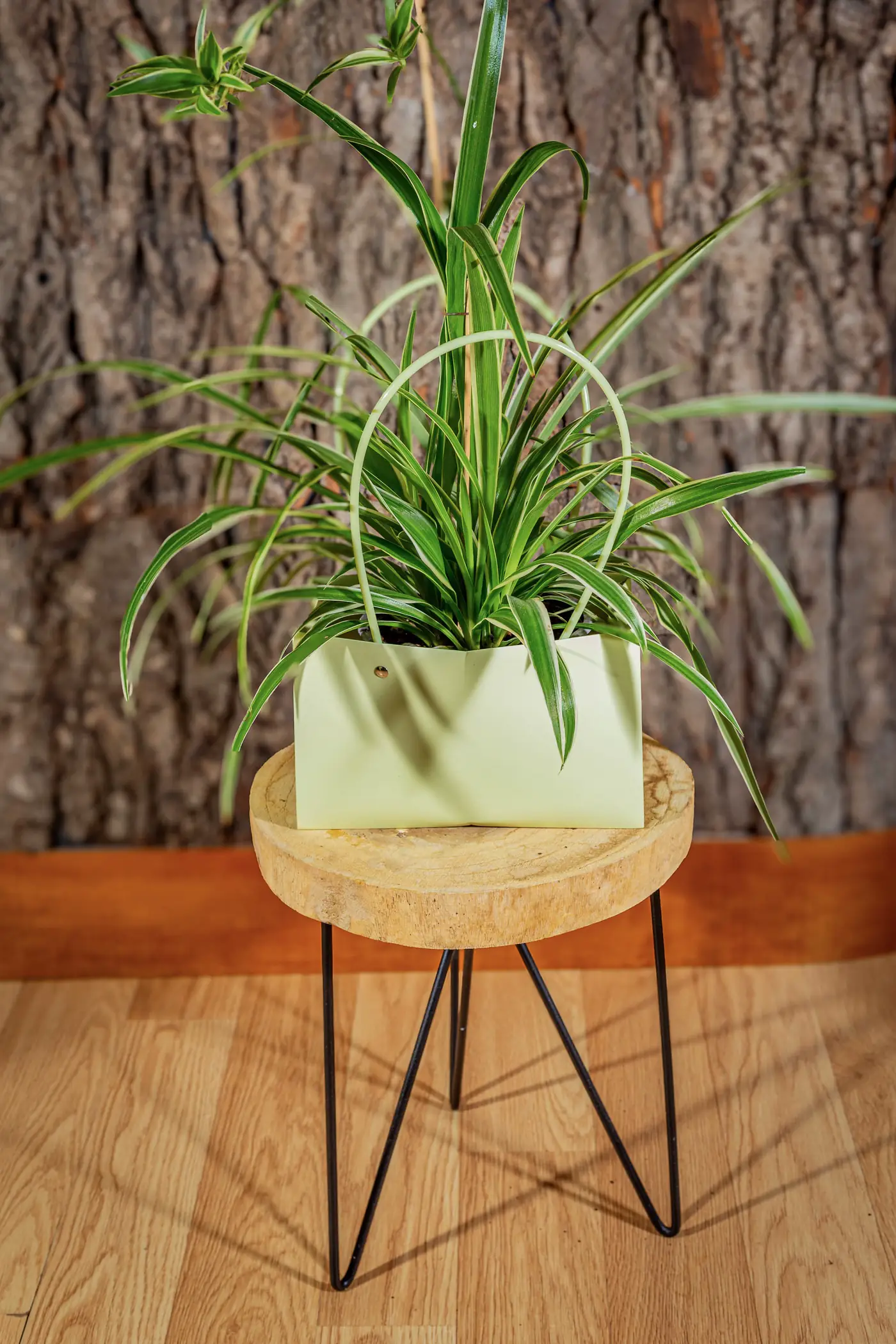 Plantă la ghiveci nr. 14