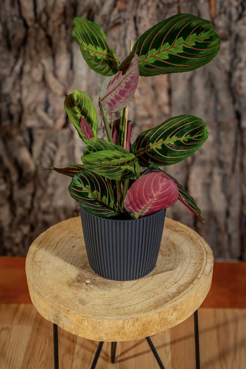 Plantă la ghiveci nr. 16
